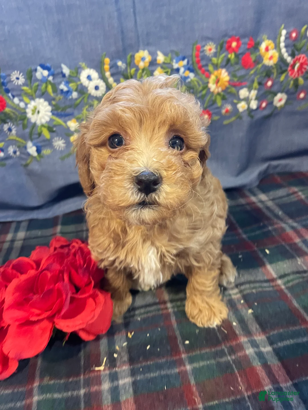 Toy Poodle dogs for sale: Biscuit - Ad 4