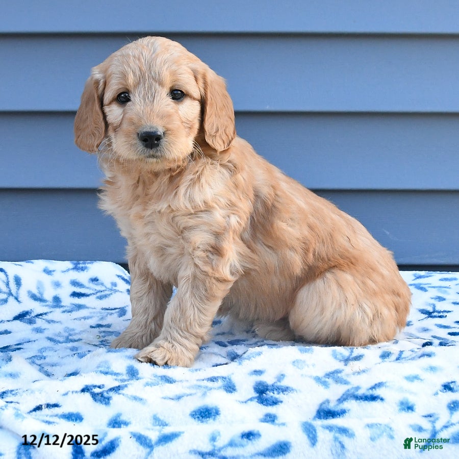 Goldendoodle dogs Betty   - Ad 2
