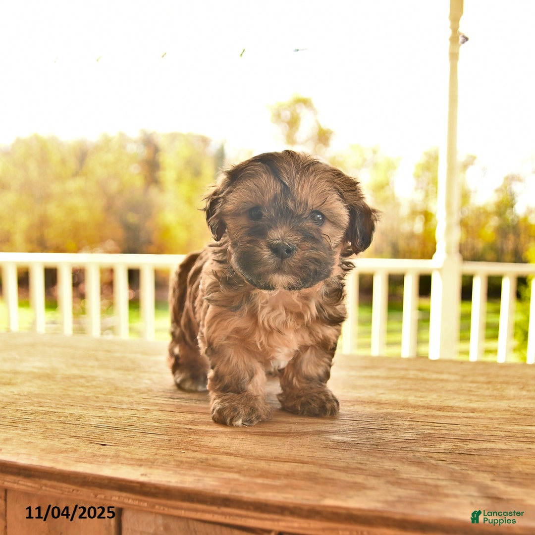 Shorkie dogs for sale: Moon  - Ad 7