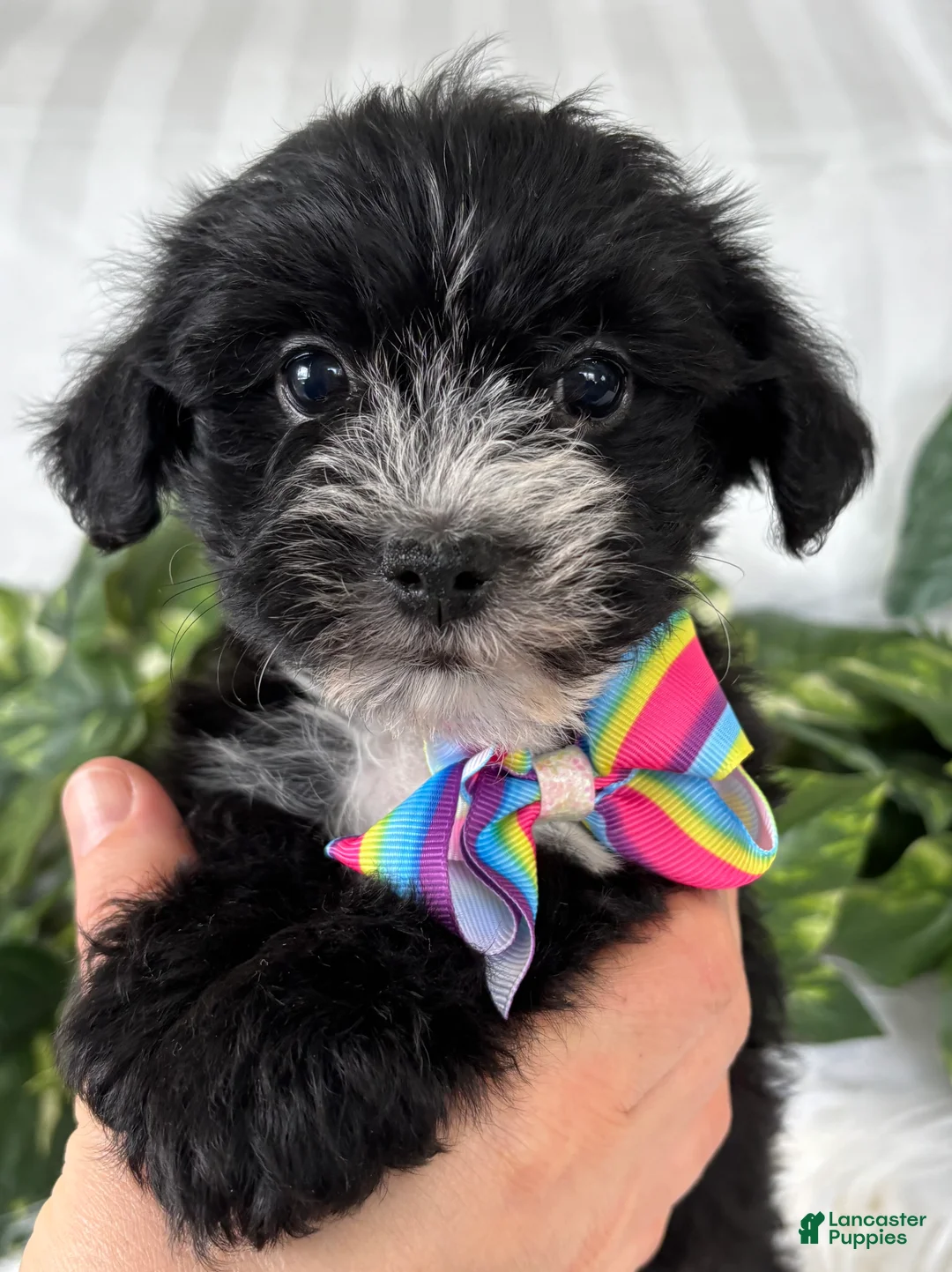 Morkie dogs for sale: Patrick - Ad 20