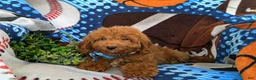 Mini Goldendoodle dogs for sale: Coby Hypoallergenic - Ad 5