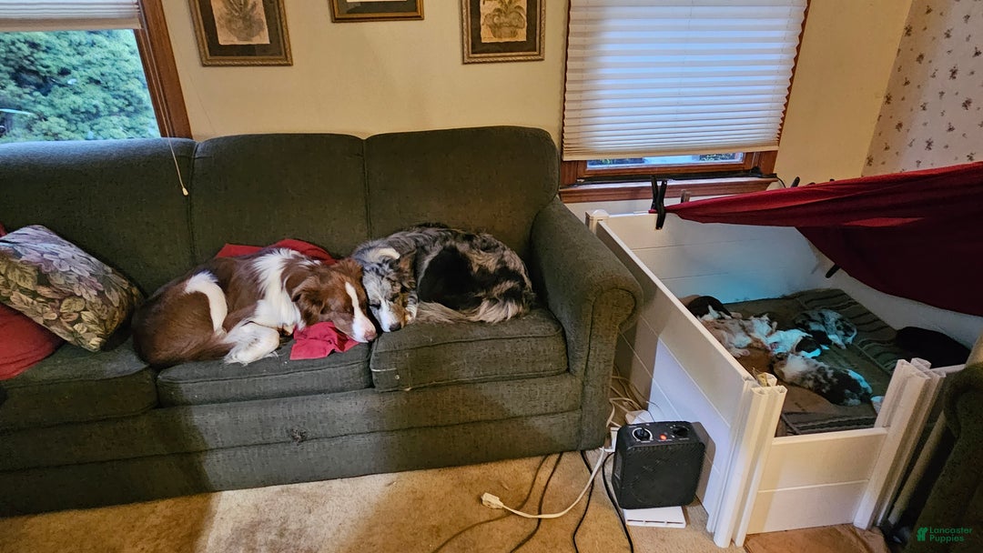 Border Collie dogs for sale: Border Collie Puppy 1 - Red - Ad 58