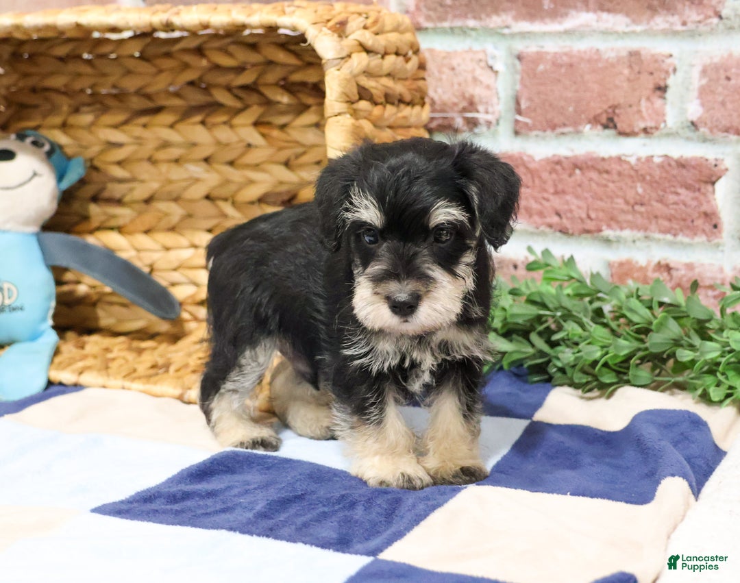 Miniature Schnauzer dogs for sale: Azriel - Ad 1