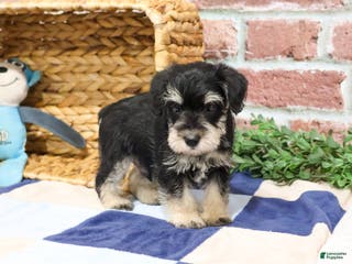 Miniature Schnauzer dogs Azriel - Ad 37