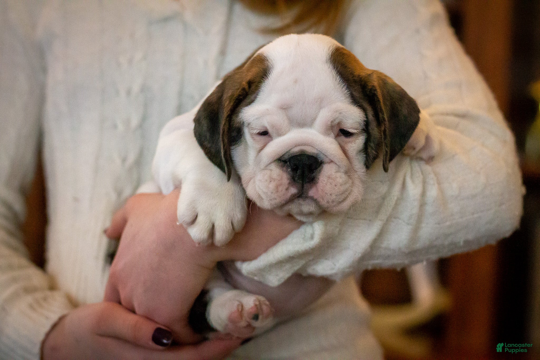 English Bulldog dogs Lucy - Ad 13
