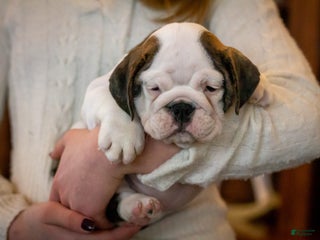 English Bulldog dogs Lucy - Ad 13