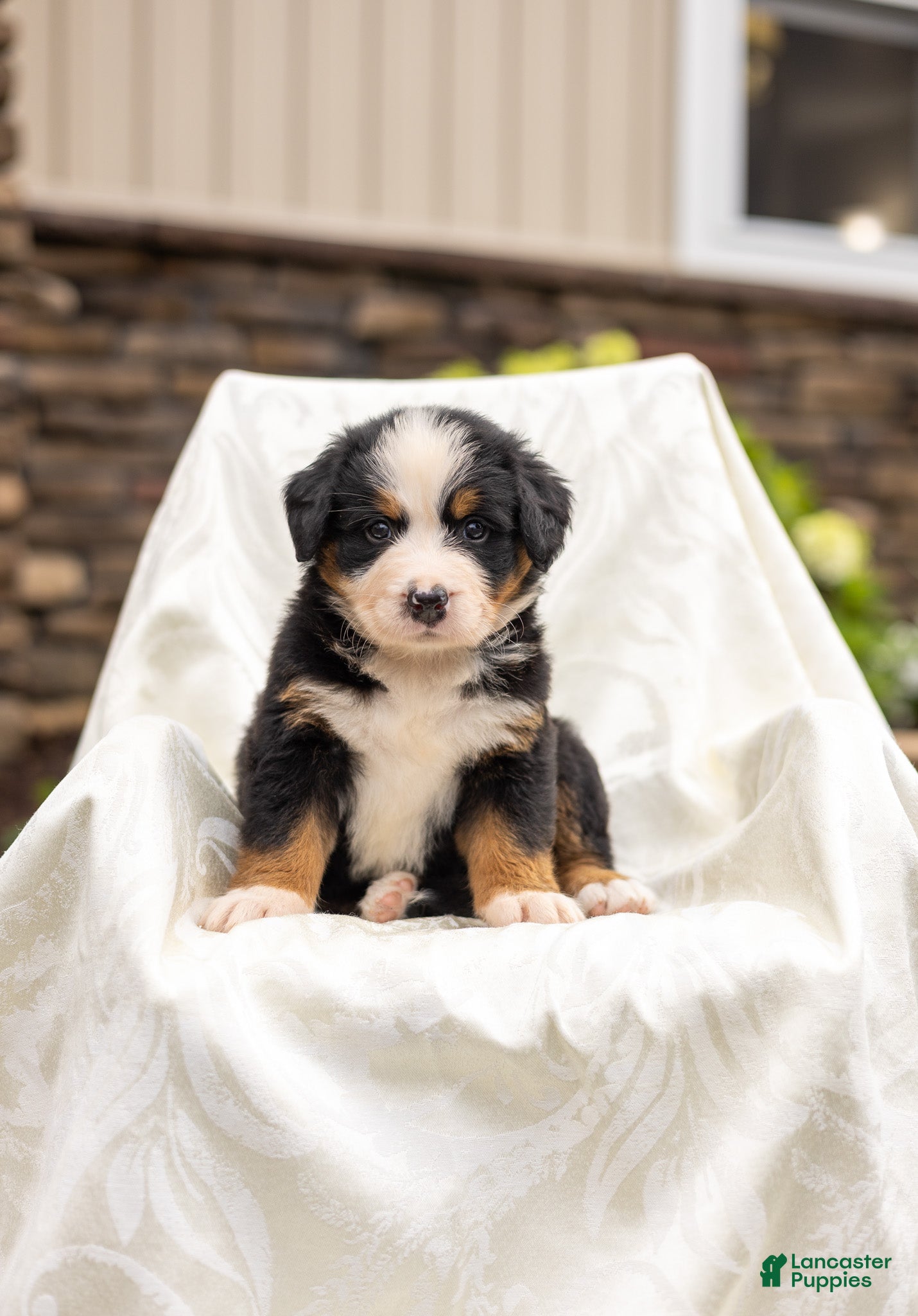 Bernese Mountain Dog dogs Rocky - Ad 1