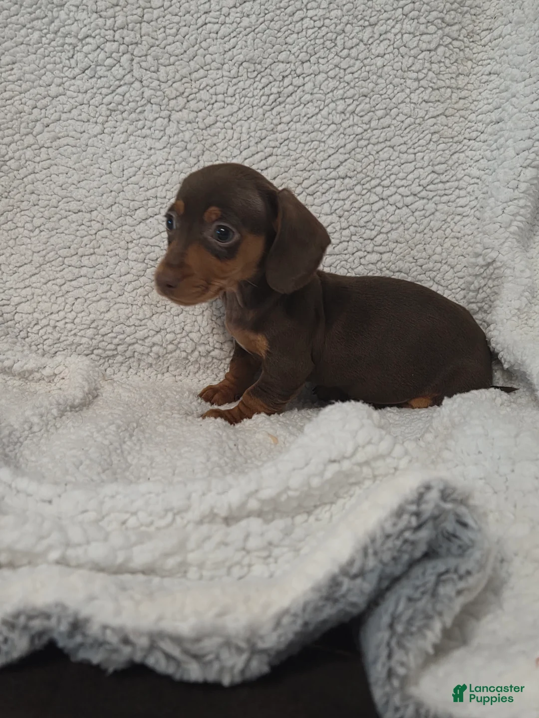 Miniature Dachshund dogs for sale: Miniature Dachshund Puppy 4 - Ad 6