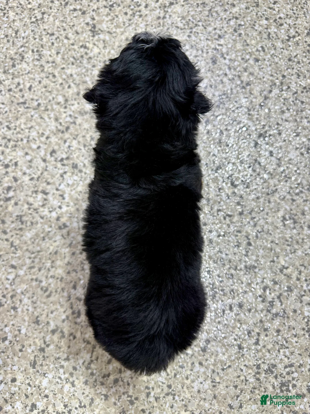 Mini Bernedoodle dogs for sale: 🌹Rosie - Ad 7