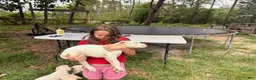 Dogo Argentino dogs for sale: Dogo Argentino Puppy 1 - Ad 18