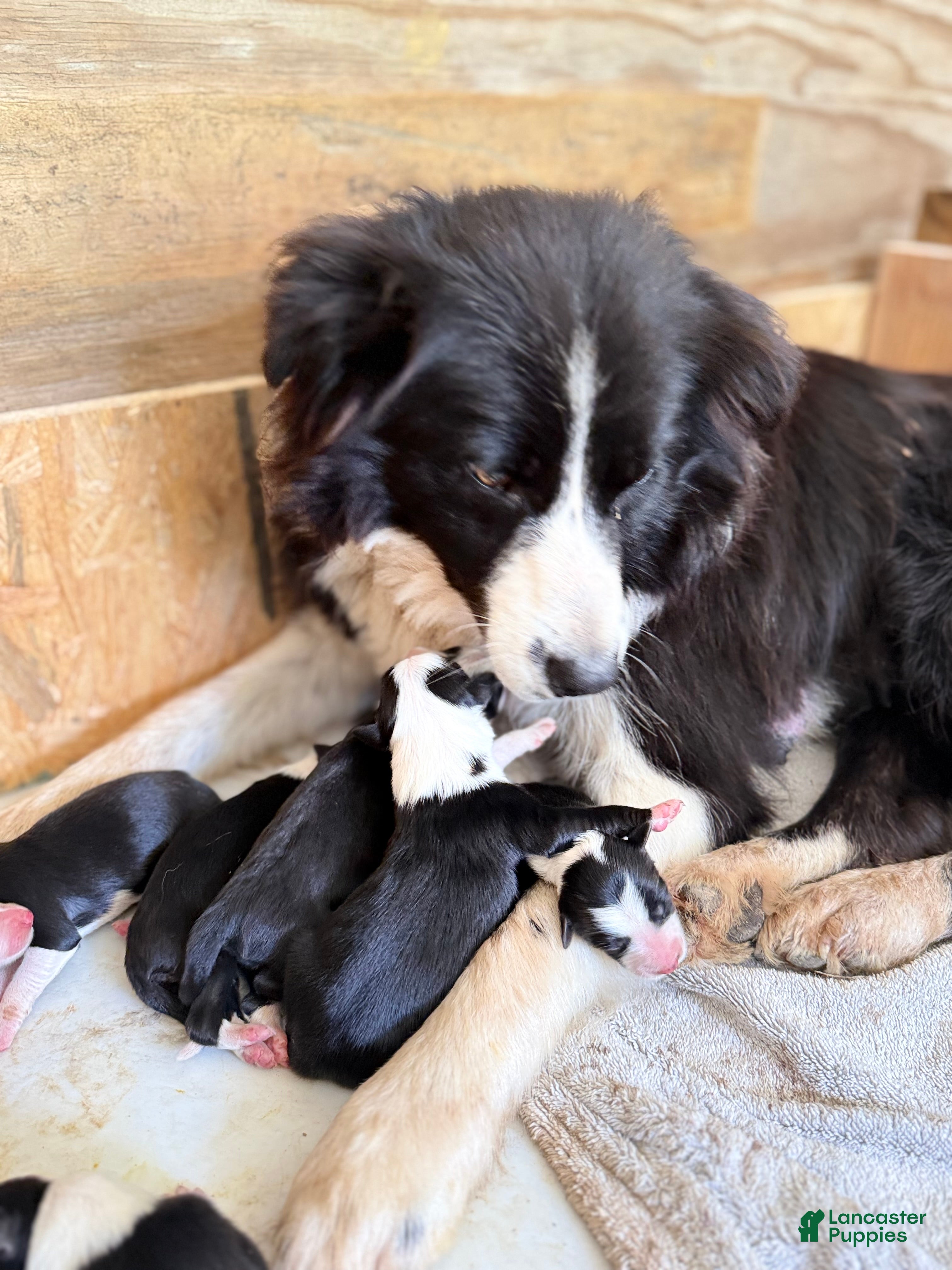 Border Collie dogs Border Collie 1 - Ad 5