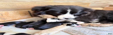 Border Collie 1
