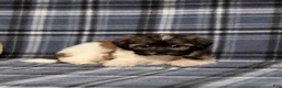 Teddy Bear dogs for sale: Kandra - Ad 4