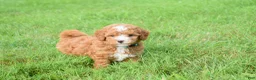 Maltipoo dogs for sale: Scout 🐾 - Ad 1