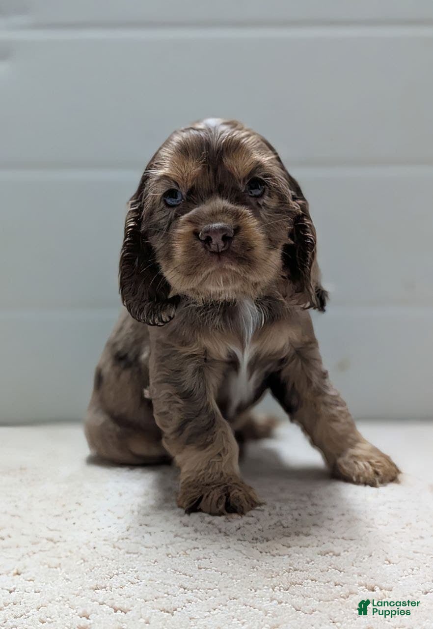 Cocker Spaniel dogs Victor - Ad 16