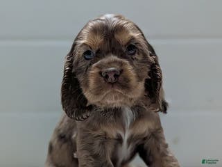 Cocker Spaniel dogs Victor - Ad 22