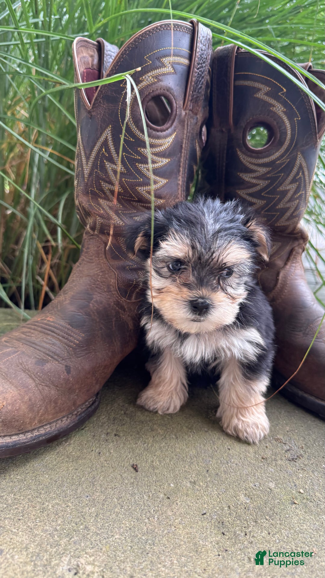 Morkie dogs for sale: Clover - Ad 4