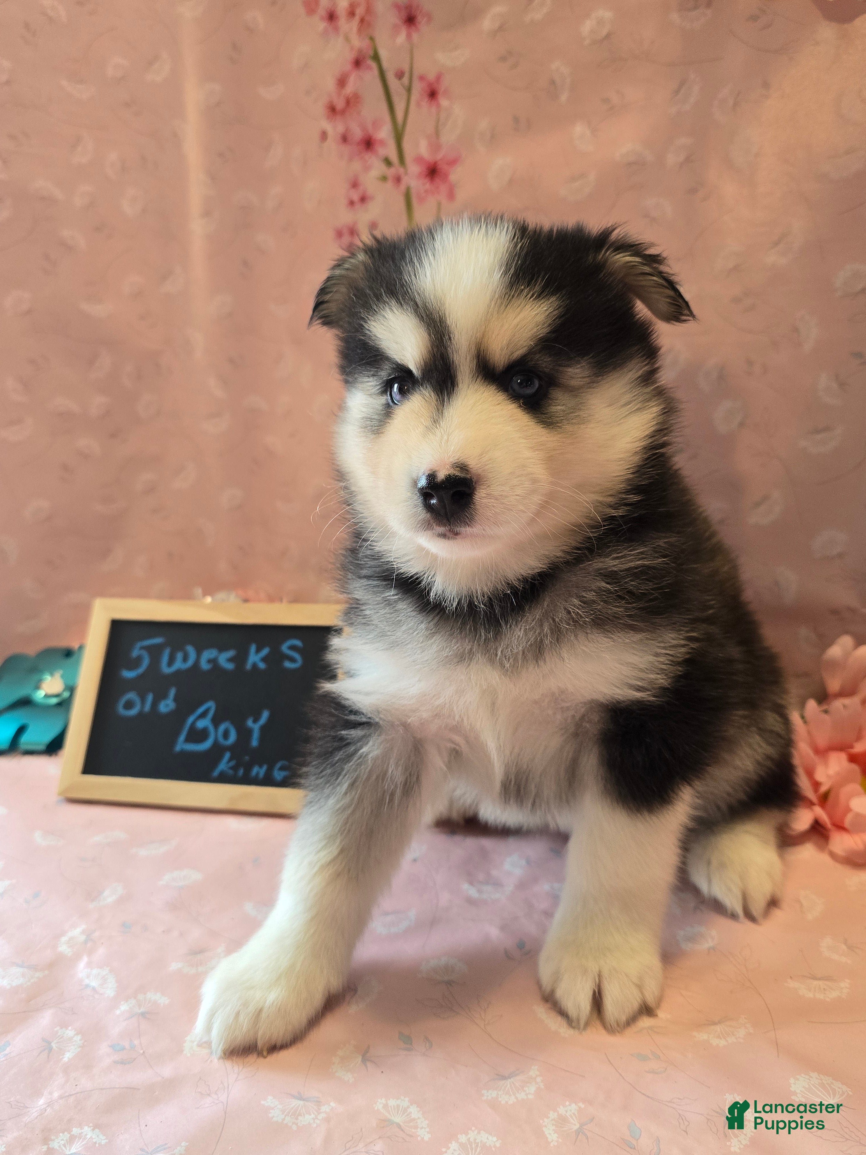 Pomsky dogs Pomsky king - Ad 1