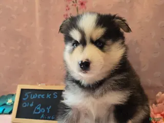 Pomsky dogs Pomsky king - Ad 16