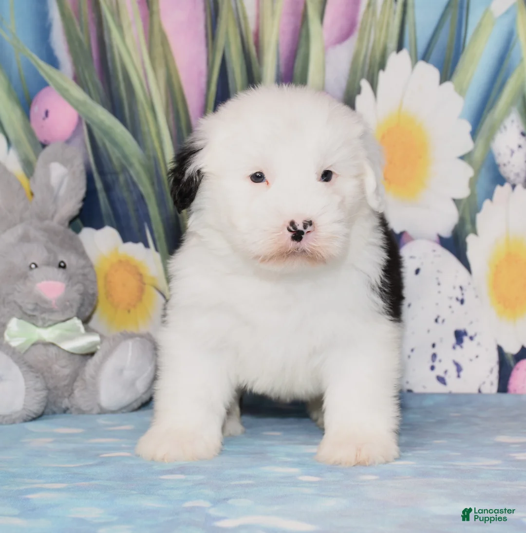 Old English Sheepdog dogs for sale: Tyla - Ad 1