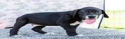 Great Dane dogs for sale: Davis - Ad 6