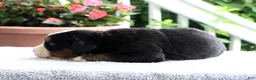 Bernese Mountain Dog dogs for sale: Kenny - Ad 3