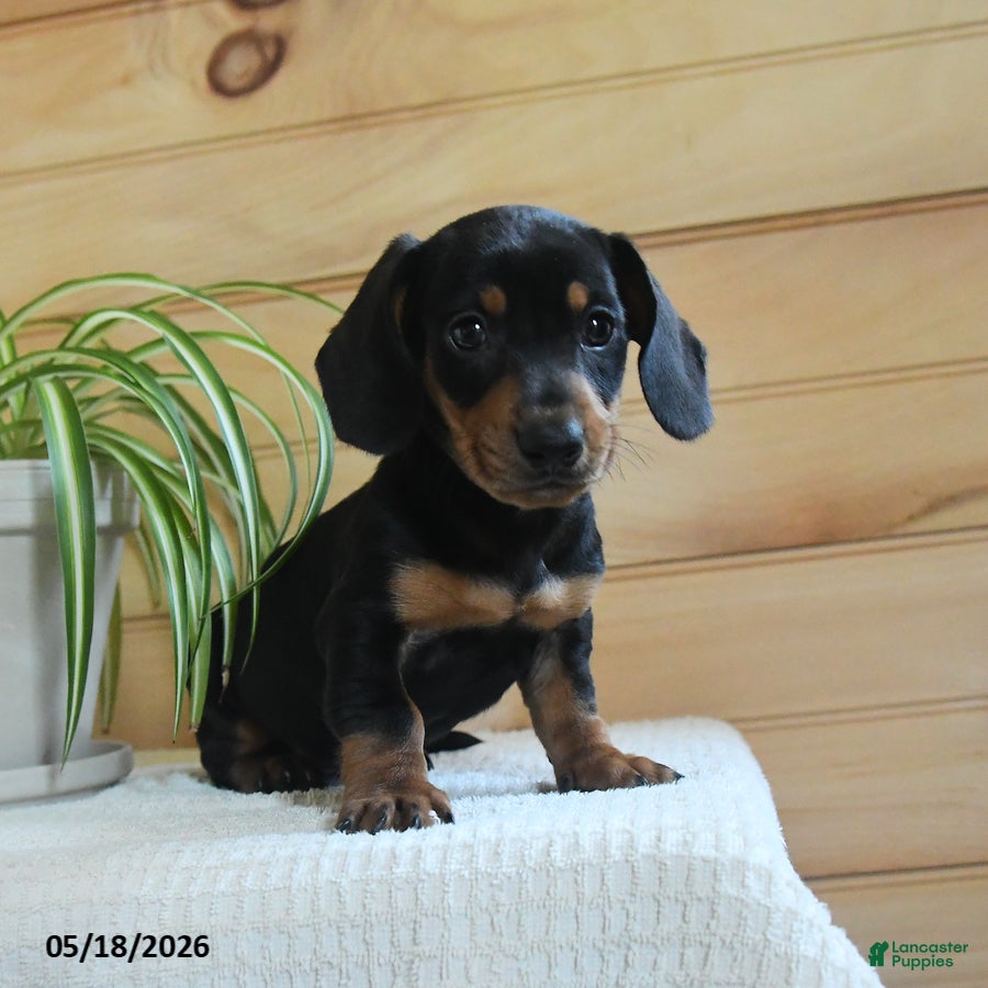 Miniature Dachshund dogs Sherlock - Ad 1