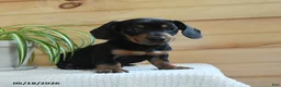 Miniature Dachshund dogs for sale: Sherlock - Ad 1