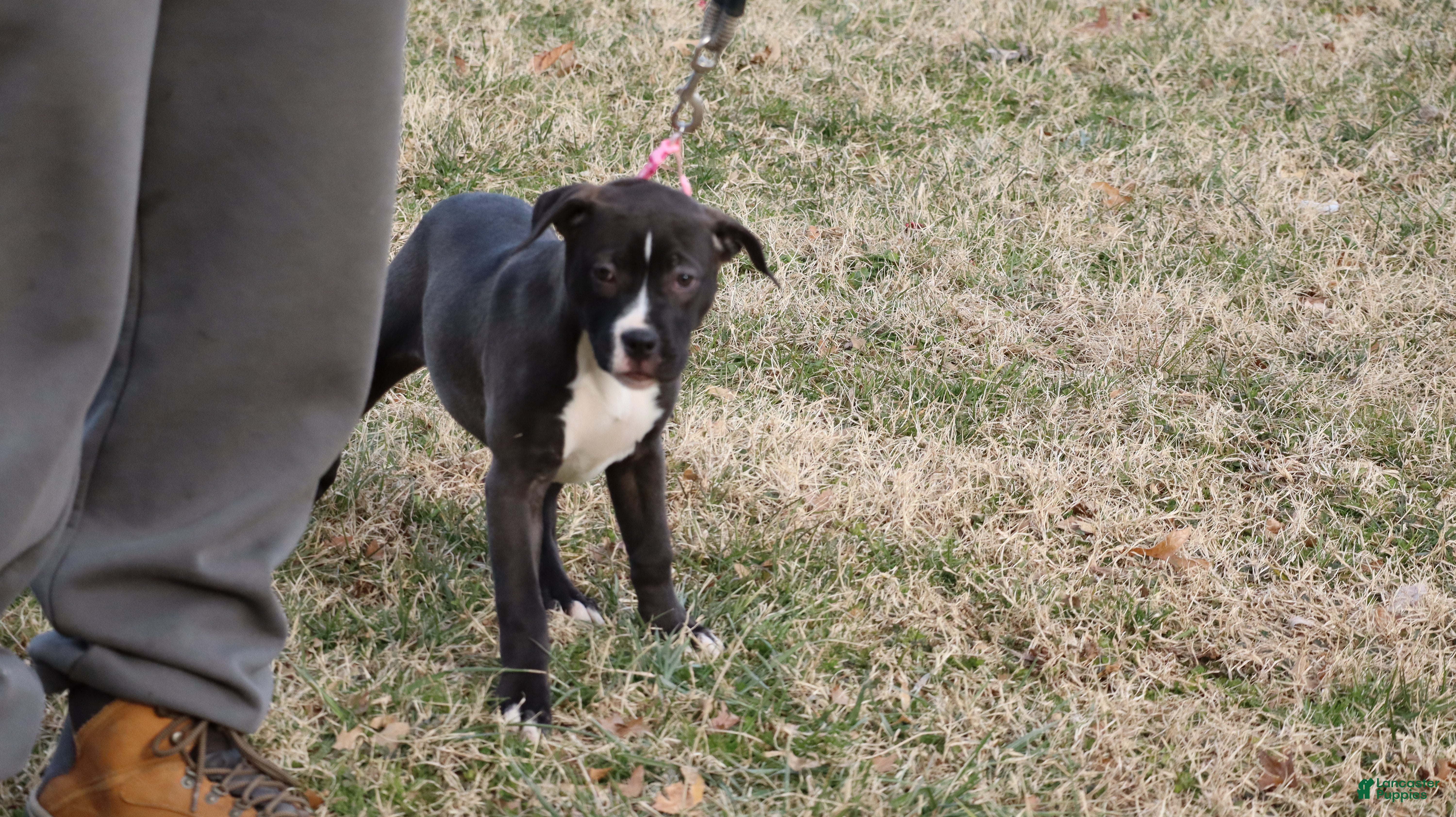 American Bully dogs Rage - Ad 4