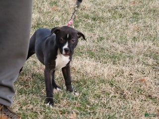 American Bully dogs Rage - Ad 4