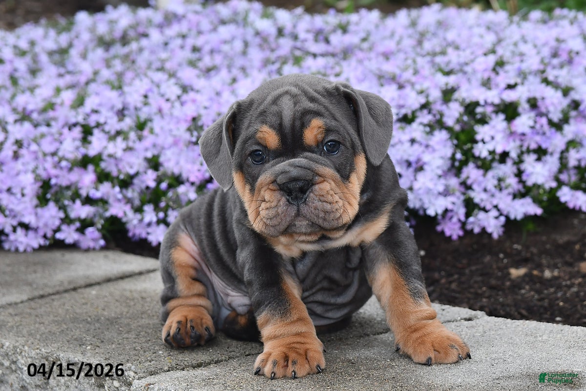 English Bulldog dogs Dozer - Ad 1