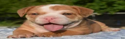 Mixed Breed dogs for sale: Tank hybrid bulldog puppy - Ad 9