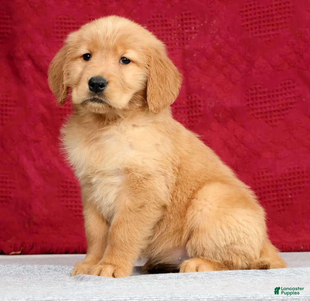 Golden Retriever dogs for sale: Olive - Ad 1