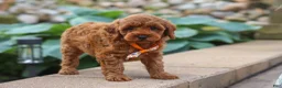 Maltipoo dogs for sale: Knox - Ad 5