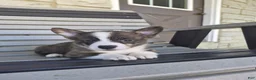 Welsh Corgi Pembroke dogs for sale: Thor - Ad 4