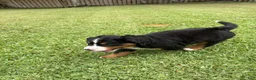Bernese Mountain Dog dogs for sale: Bernese Mountain Dog 1 - Ad 5
