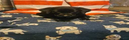 Border Collie dogs for sale: Charley (Blueish Eyes) - Ad 8