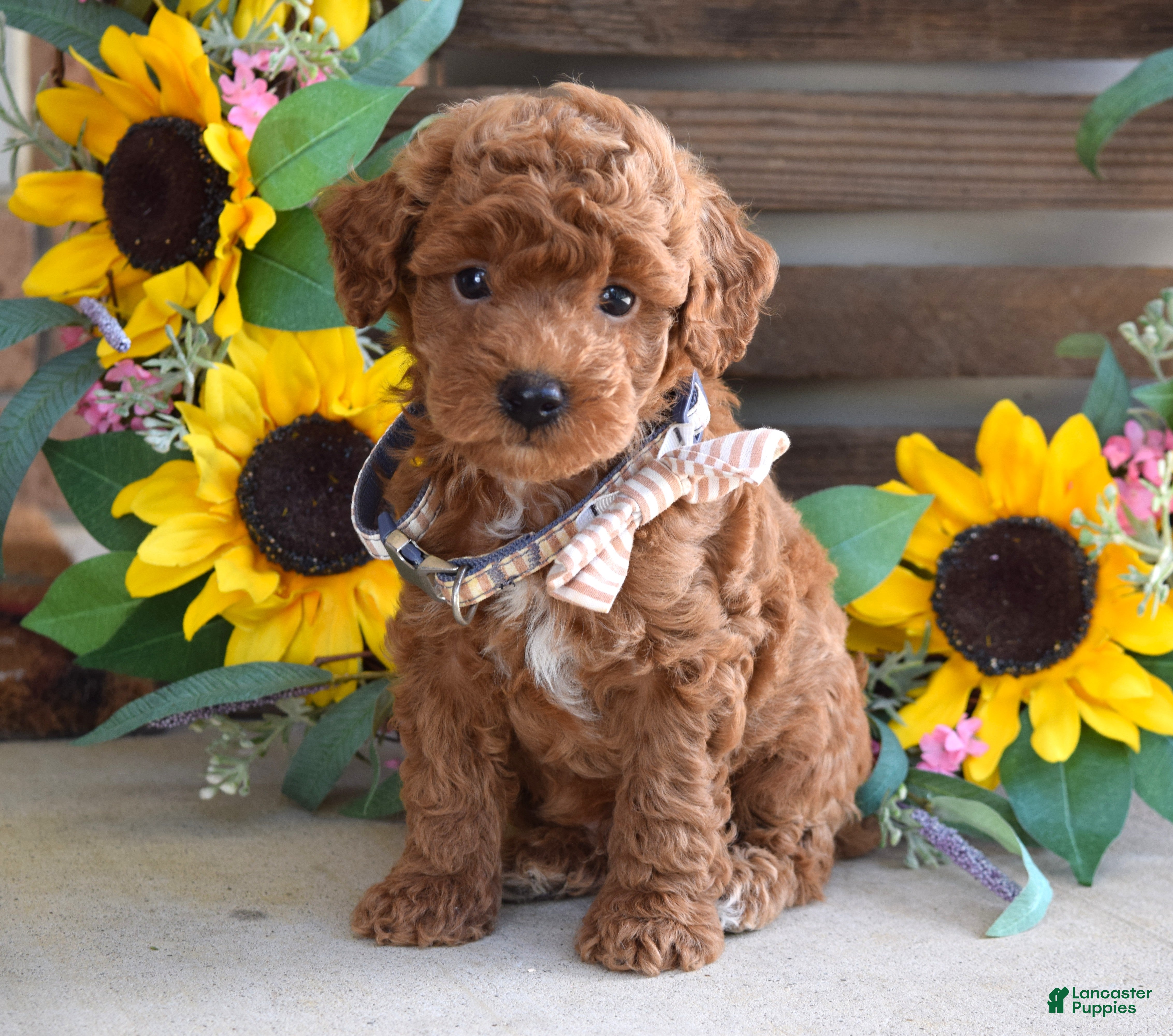 Toy Poodle dogs Payton - Ad 1