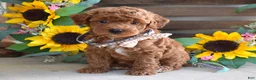 Toy Poodle dogs for sale: Payton - Ad 1