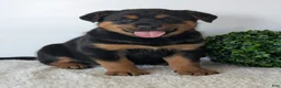 Mixed Breed dogs for sale: Marley - Ad 7