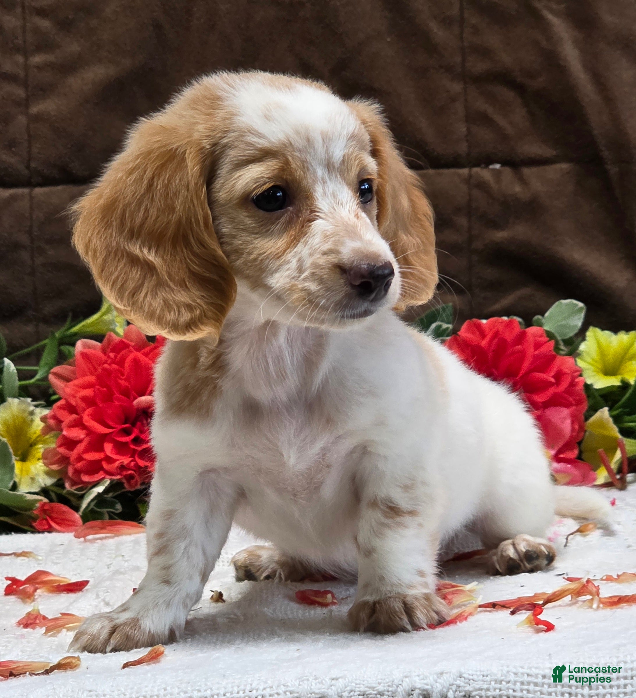 Miniature Dachshund dogs Riley - Ad 2