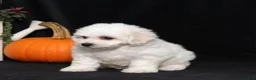 Bichon Frise dogs for sale: Lilly - Ad 5