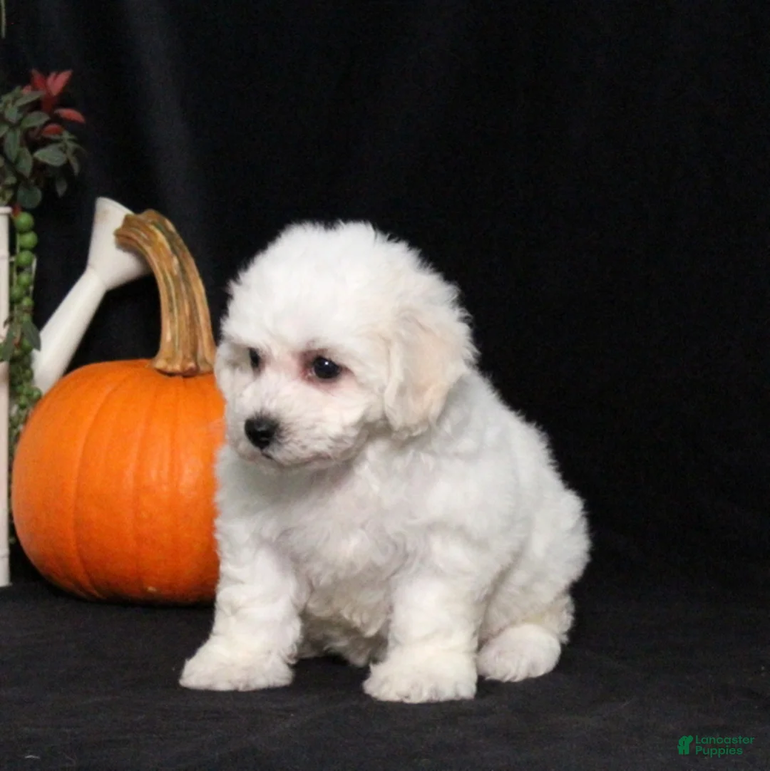 Bichon Frise dogs for sale: Lilly - Ad 5