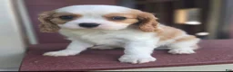 Cavalier King Charles Spaniel dogs for sale: Bentley - Ad 2