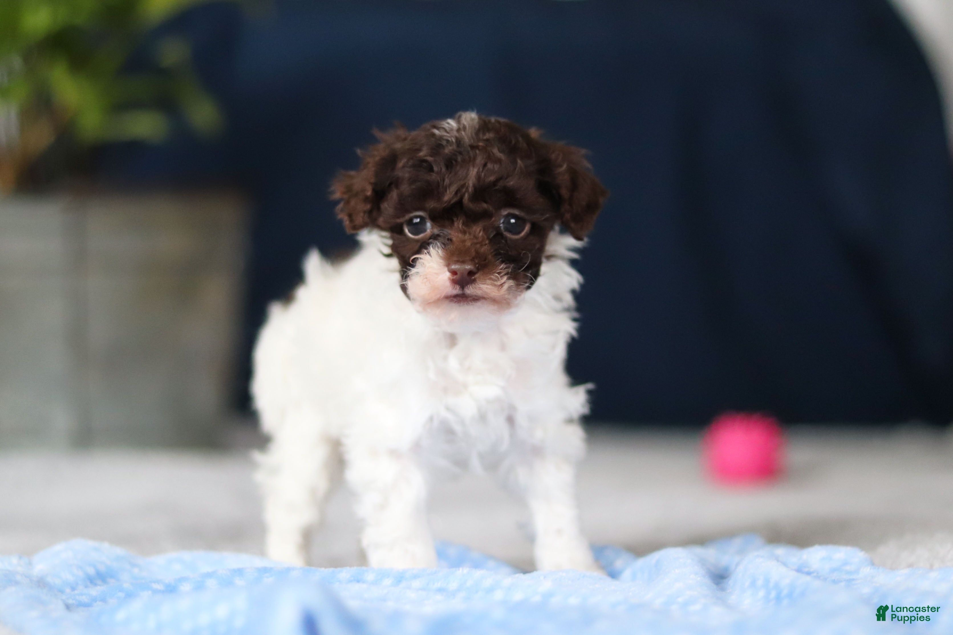Toy Poodle dogs Coby - Ad 1