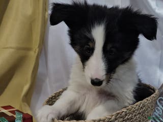 Shetland Sheepdog dogs Frosty - Ad 9