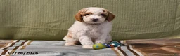 Goldendoodle dogs for sale: Drew - Ad 13