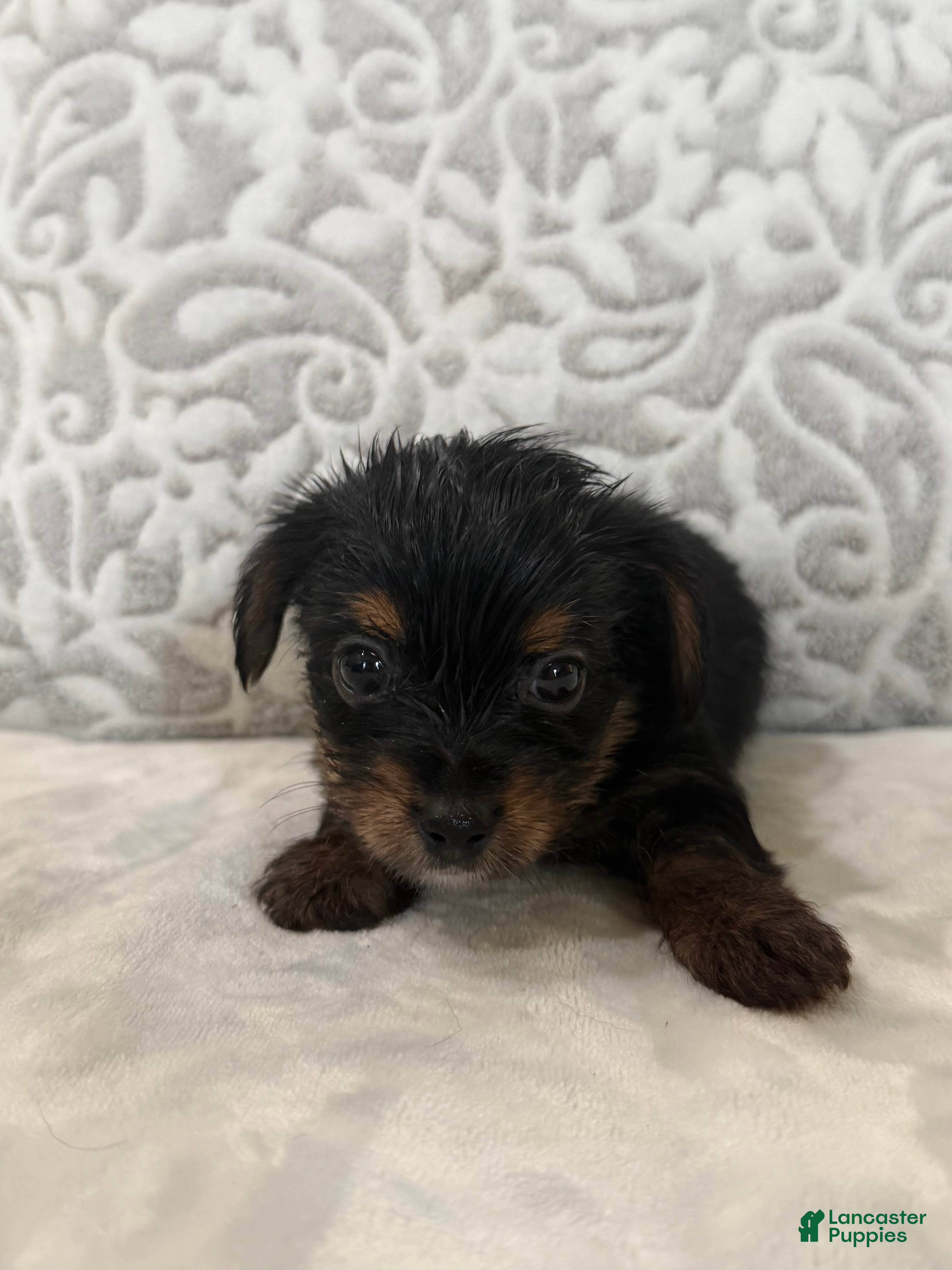 Yorkshire Terrier dogs Teddy - Ad 2