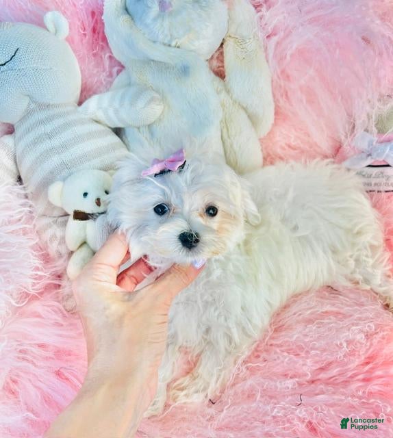 Maltese dogs Maltese 1 - Ad 2