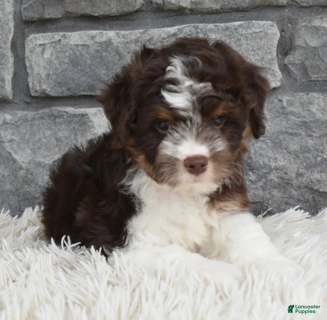 Mini Aussiedoodle dogs for sale: Cuddles  - Ad 4